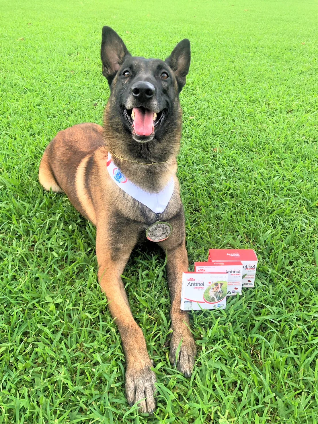高雄市搜救犬「傳八」。翻攝自高雄搜救犬隊FB