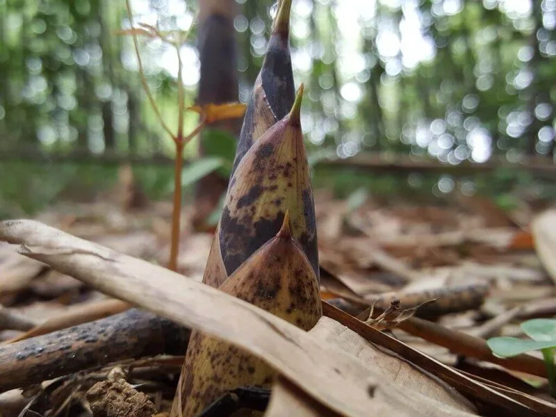 桂竹。翻攝自台灣環境資訊協會