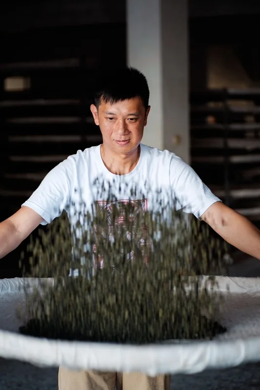 2024世界綠茶大賽,謝茗遠以「清風蜜香綠茶」獲最高金賞獎。花蓮縣政府提供