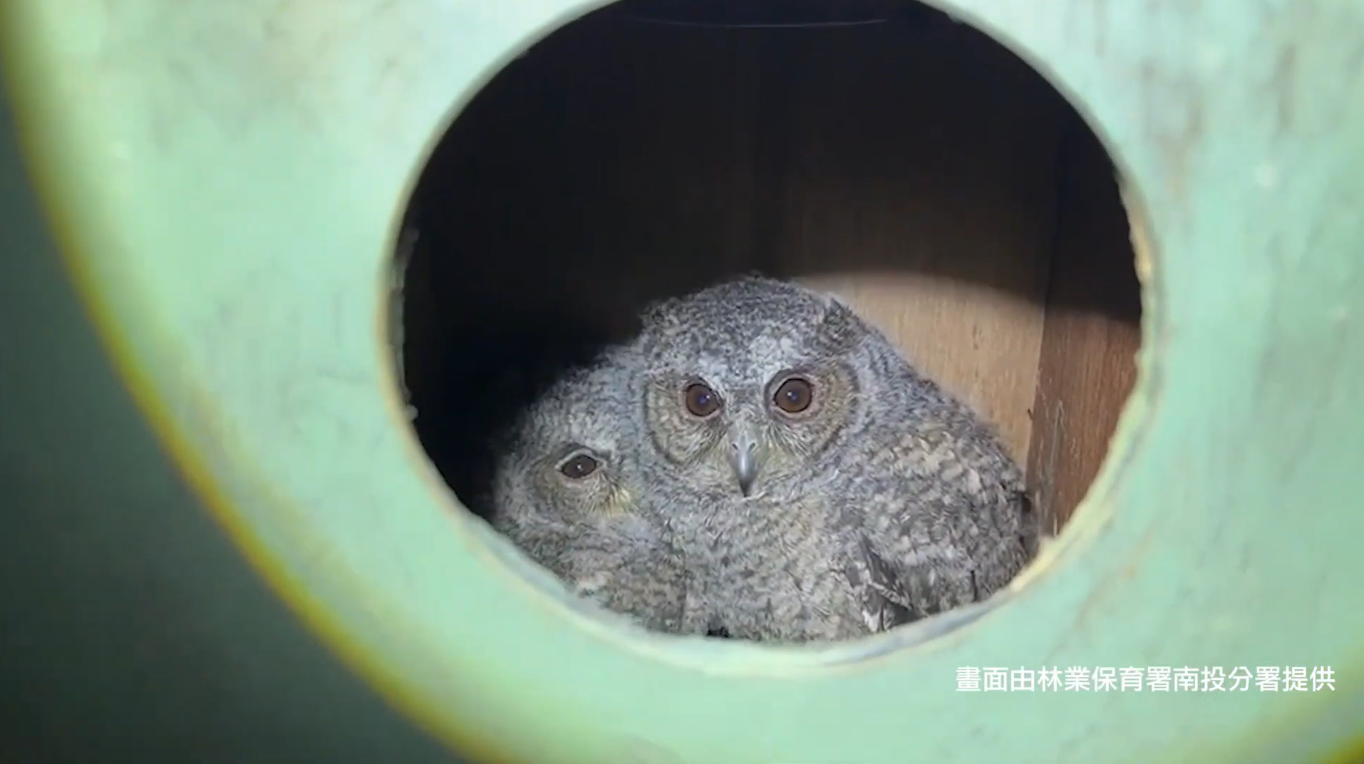 除了石虎,二水生態教育館今年監測調查也發現到領角鴞身影。翻攝自農業部林業及自然保育署南投分署