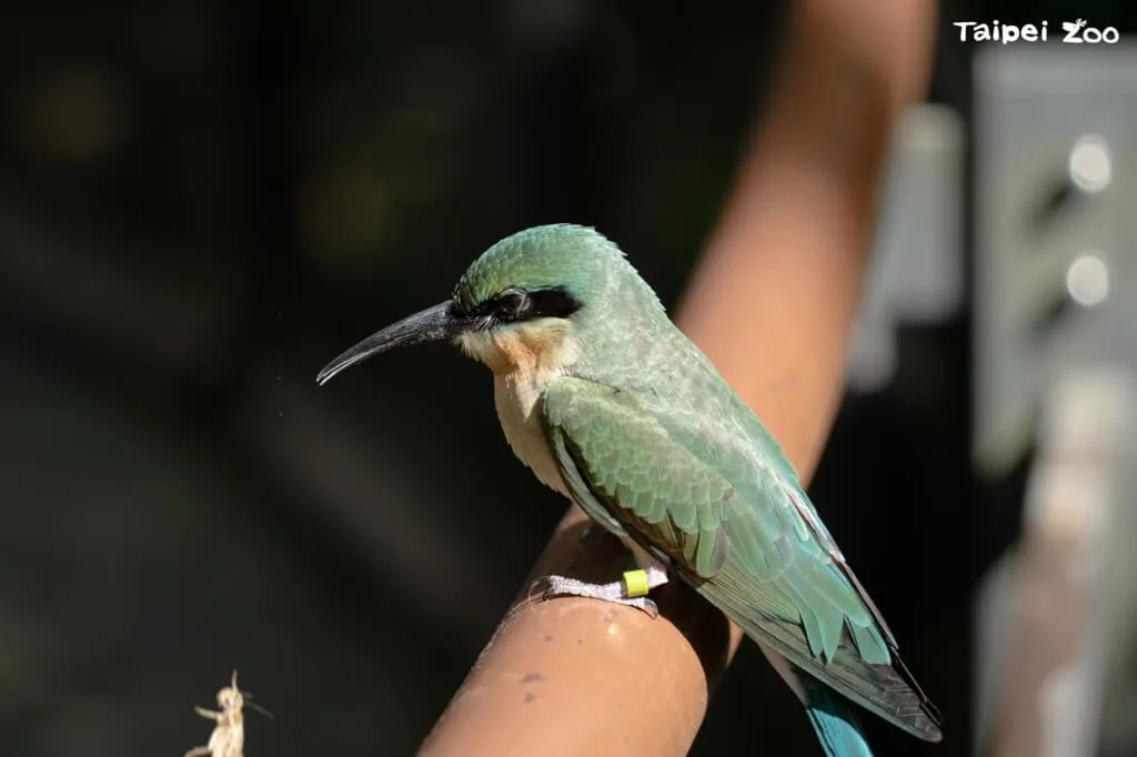 化棄蛋為神奇　北市動物園3栗喉蜂虎「菜鳥」入住