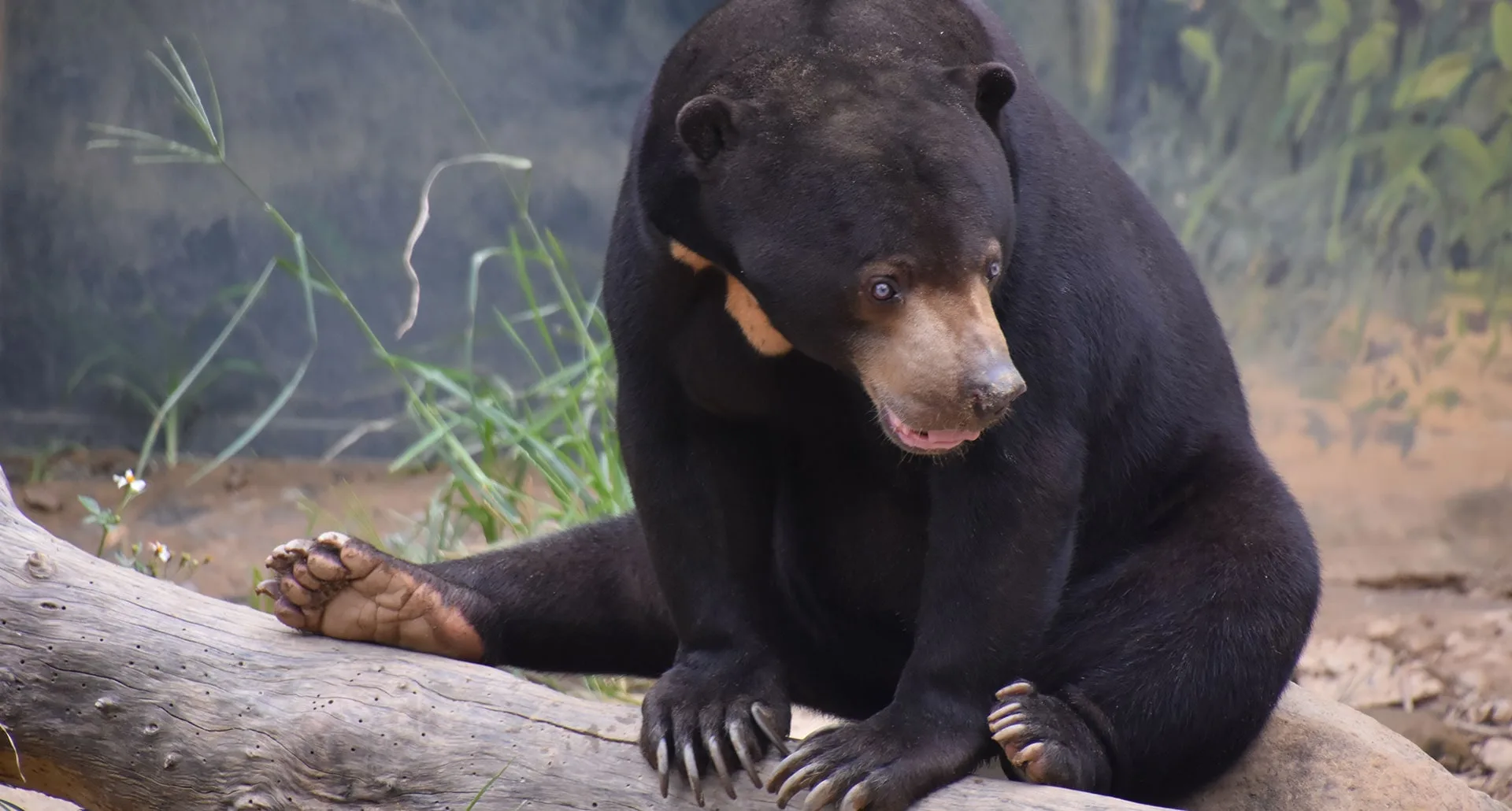 馬來熊資料照。翻攝自新竹市立動物園