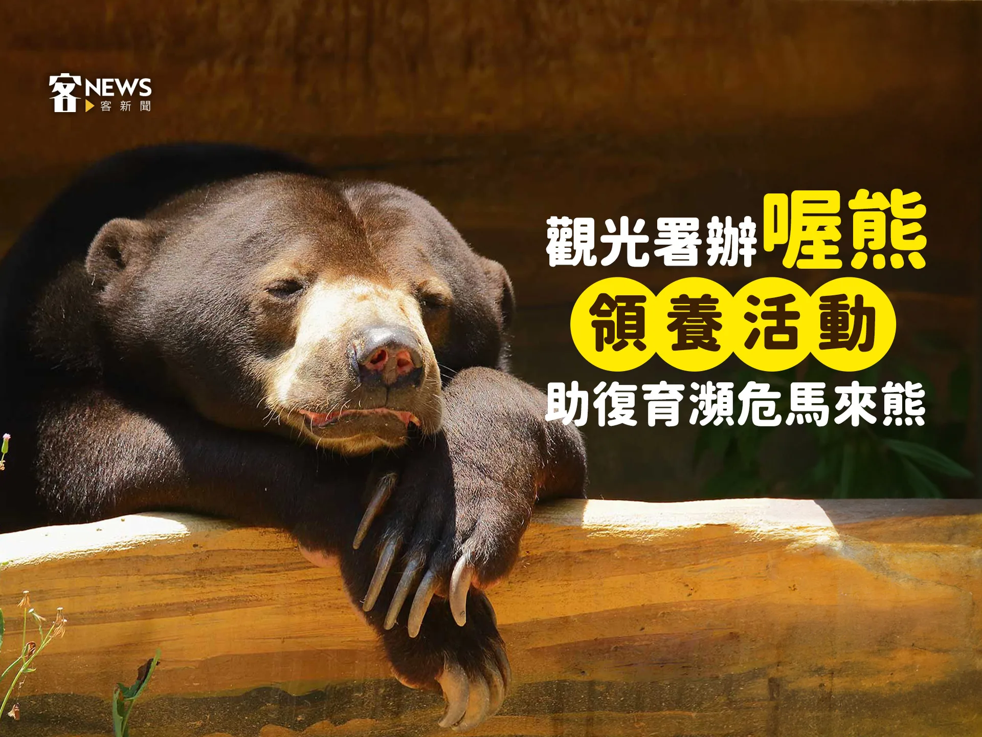 觀光署辦「喔熊」領養活動　助復育瀕危馬來熊
