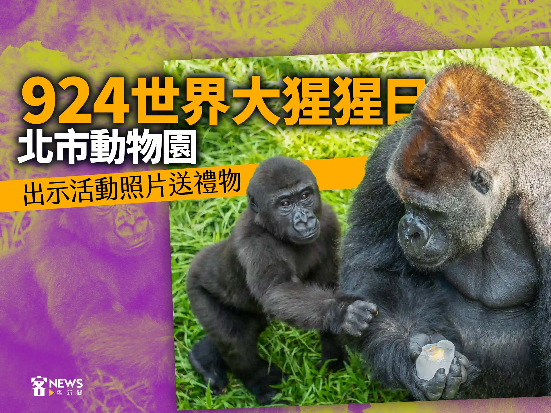 924世界大猩猩日　北市動物園出示活動照片送禮物
