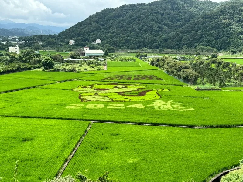 竹縣關西公所打造龍寶寶彩繪稻田　推廣在地農產