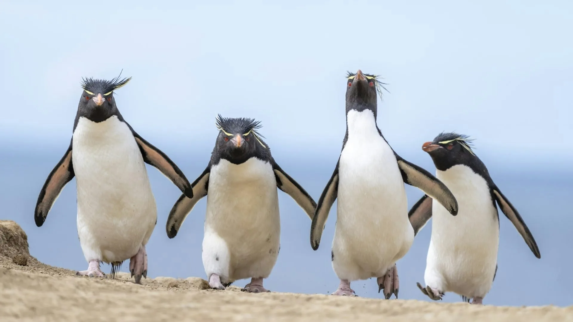入選照片，南方四賤客。翻攝自Comedy Wildlife Photography Awards