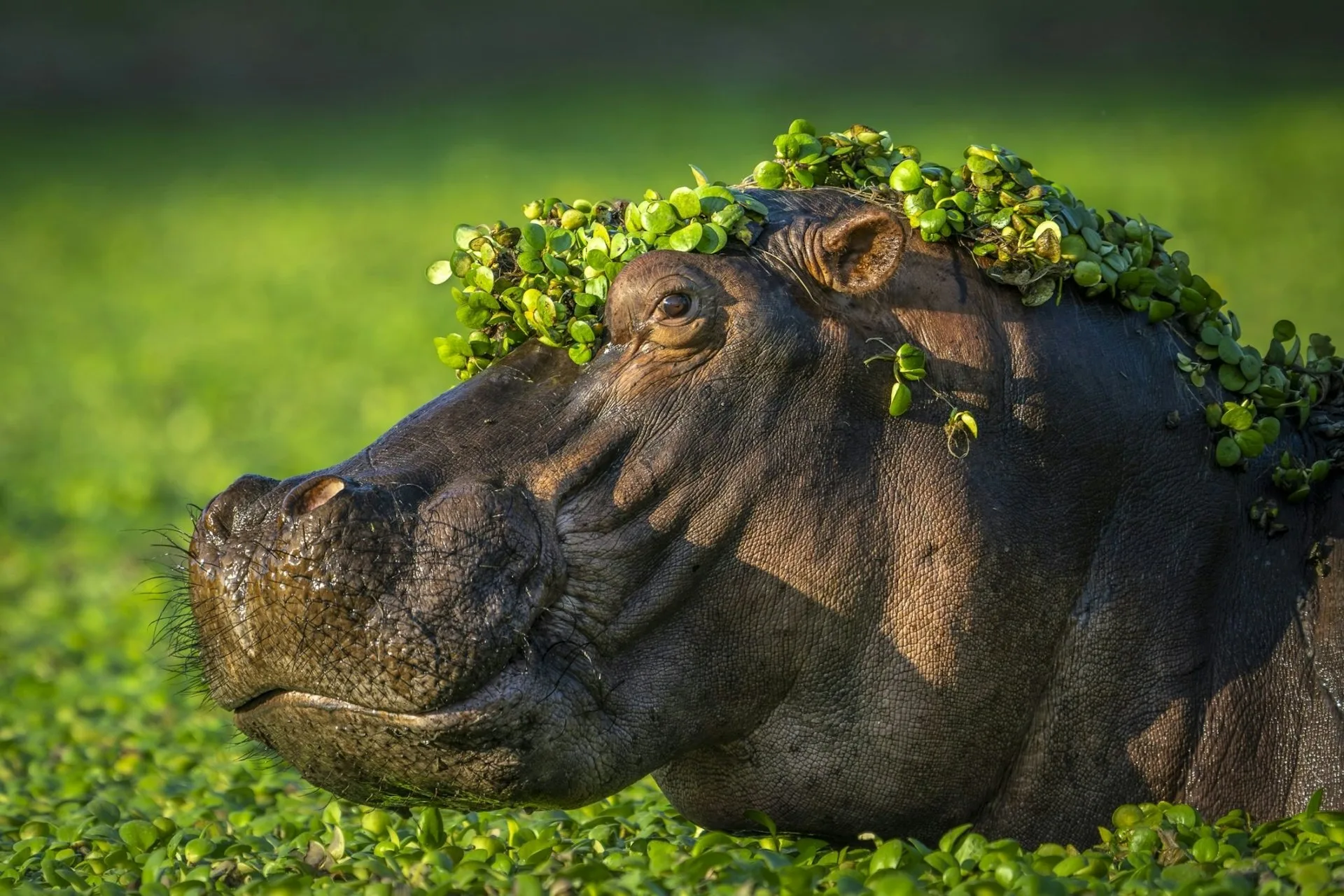 入選照片。翻攝自Comedy Wildlife Photography Awards