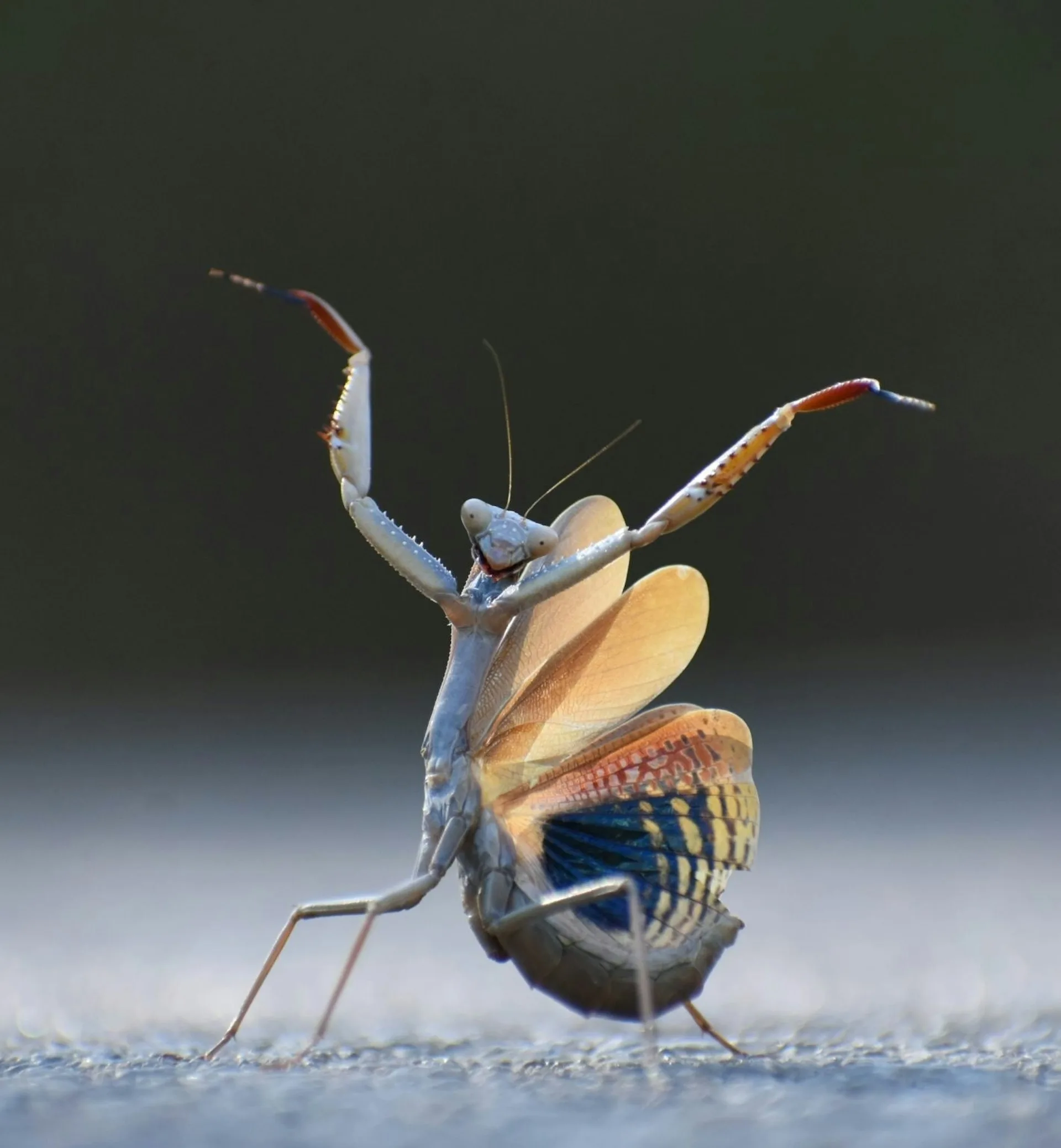 入選照片，123木頭人。翻攝自Comedy Wildlife Photography Awards