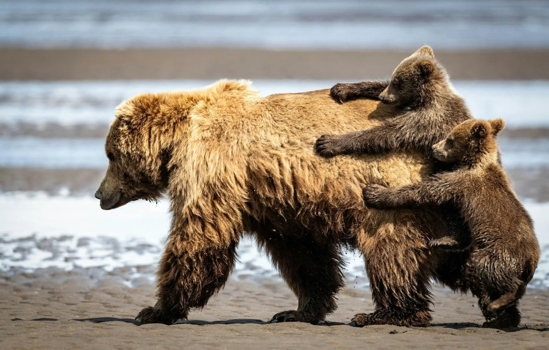 入選照片。翻攝自Comedy Wildlife Photography Awards