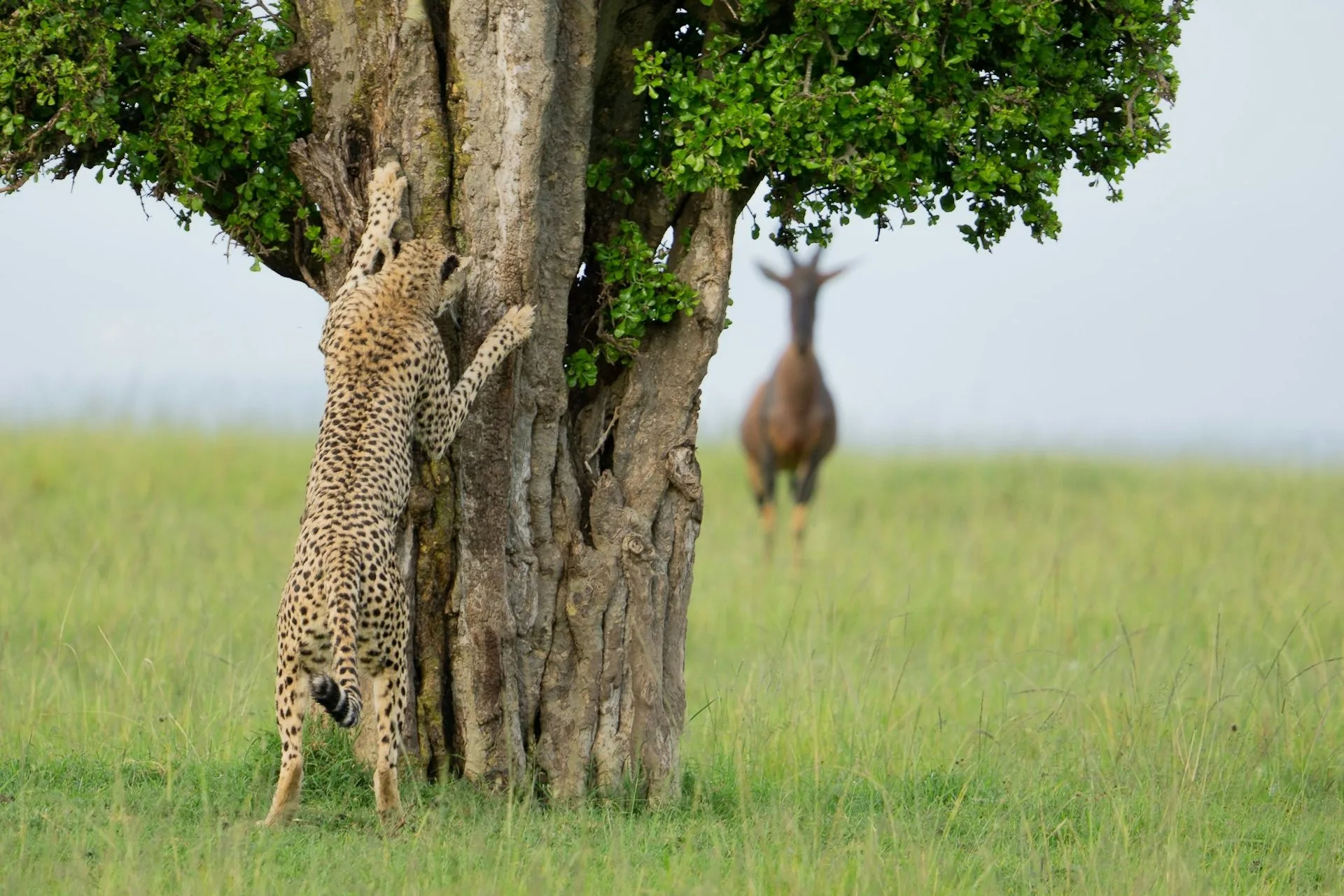 入選照片，你看不見我。翻攝自Comedy Wildlife Photography Awards