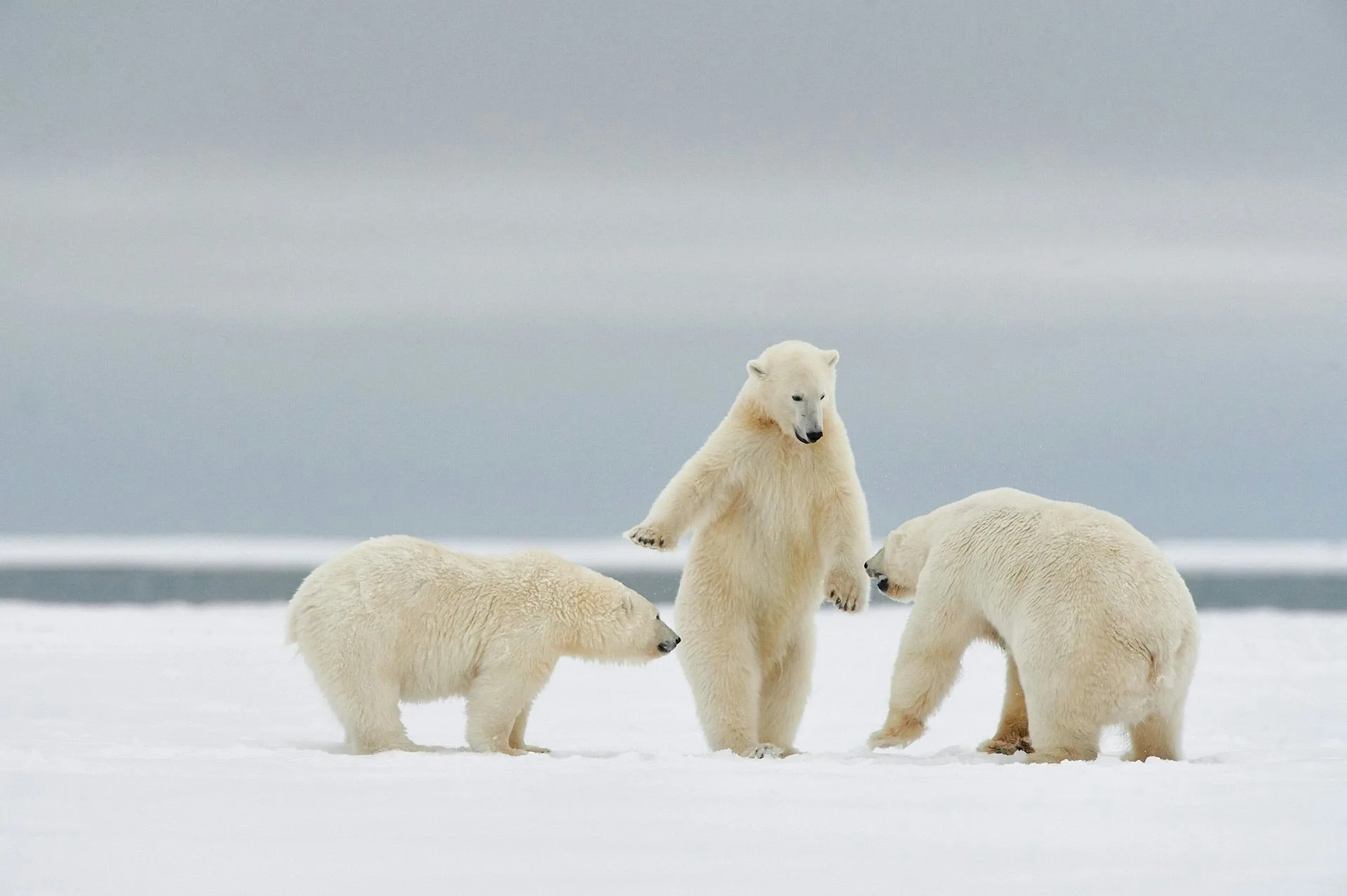 入選照片。翻攝自Comedy Wildlife Photography Awards