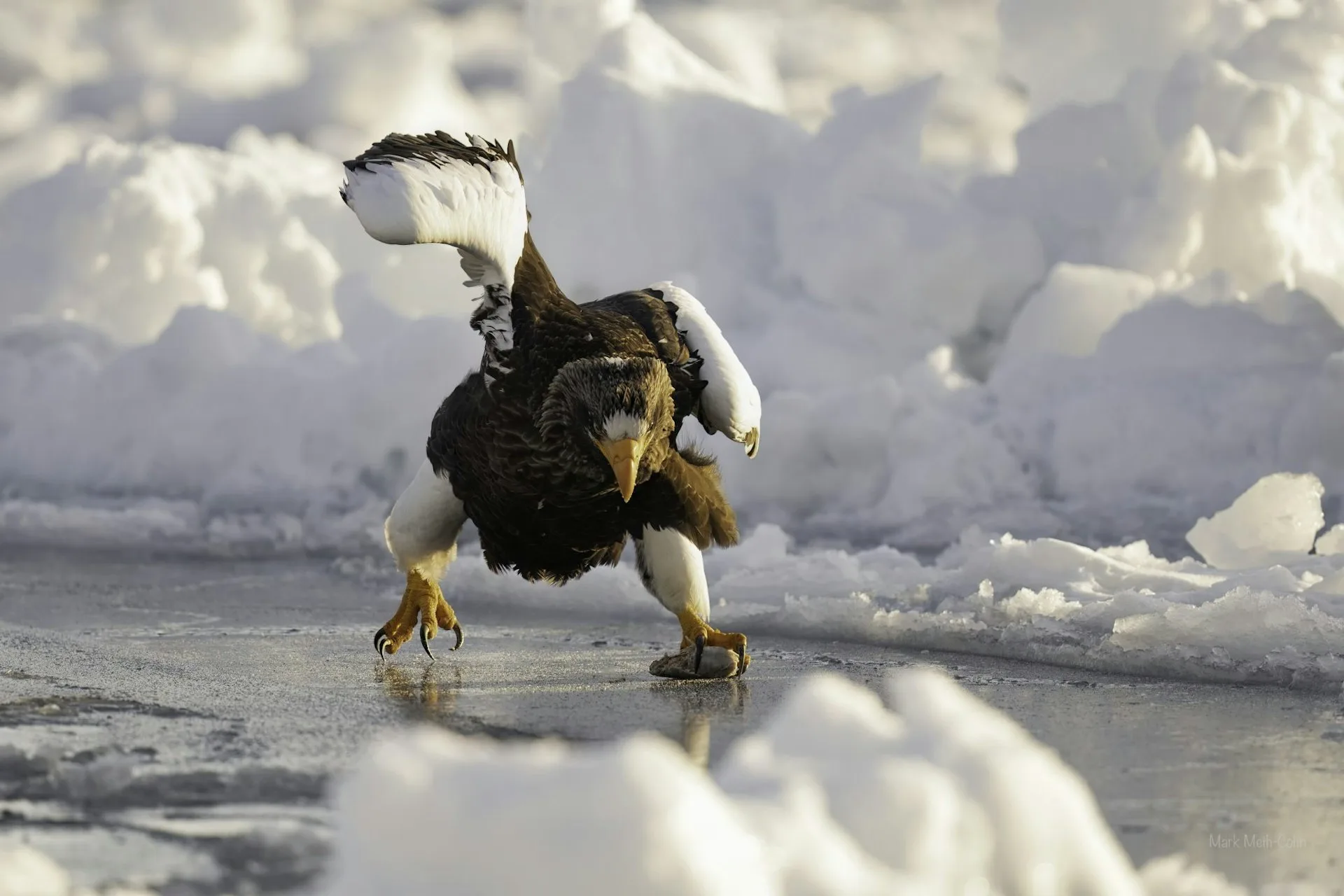入選照片，如履薄冰。翻攝自Comedy Wildlife Photography Awards