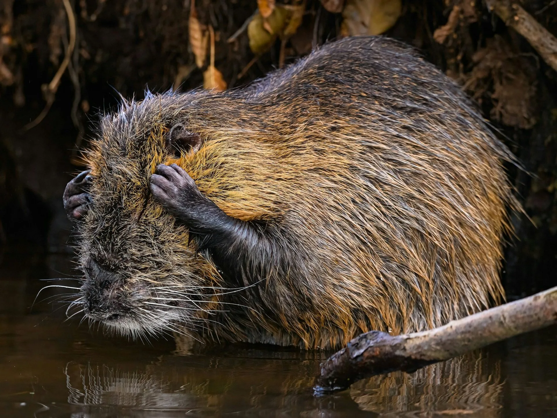 入選照片，不想面對。翻攝自Comedy Wildlife Photography Awards