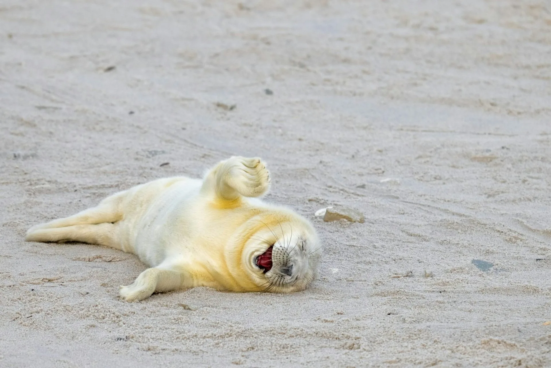 入選照片，做夢也會笑。翻攝自Comedy Wildlife Photography Awards