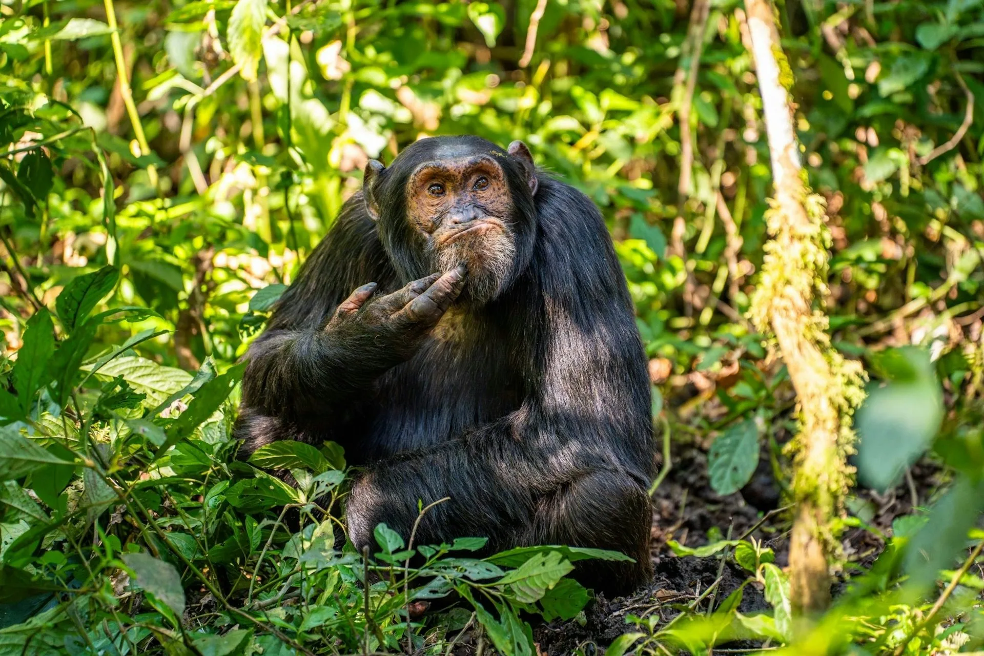入選照片，若有所思的猩猩。翻攝自Comedy Wildlife Photography Awards