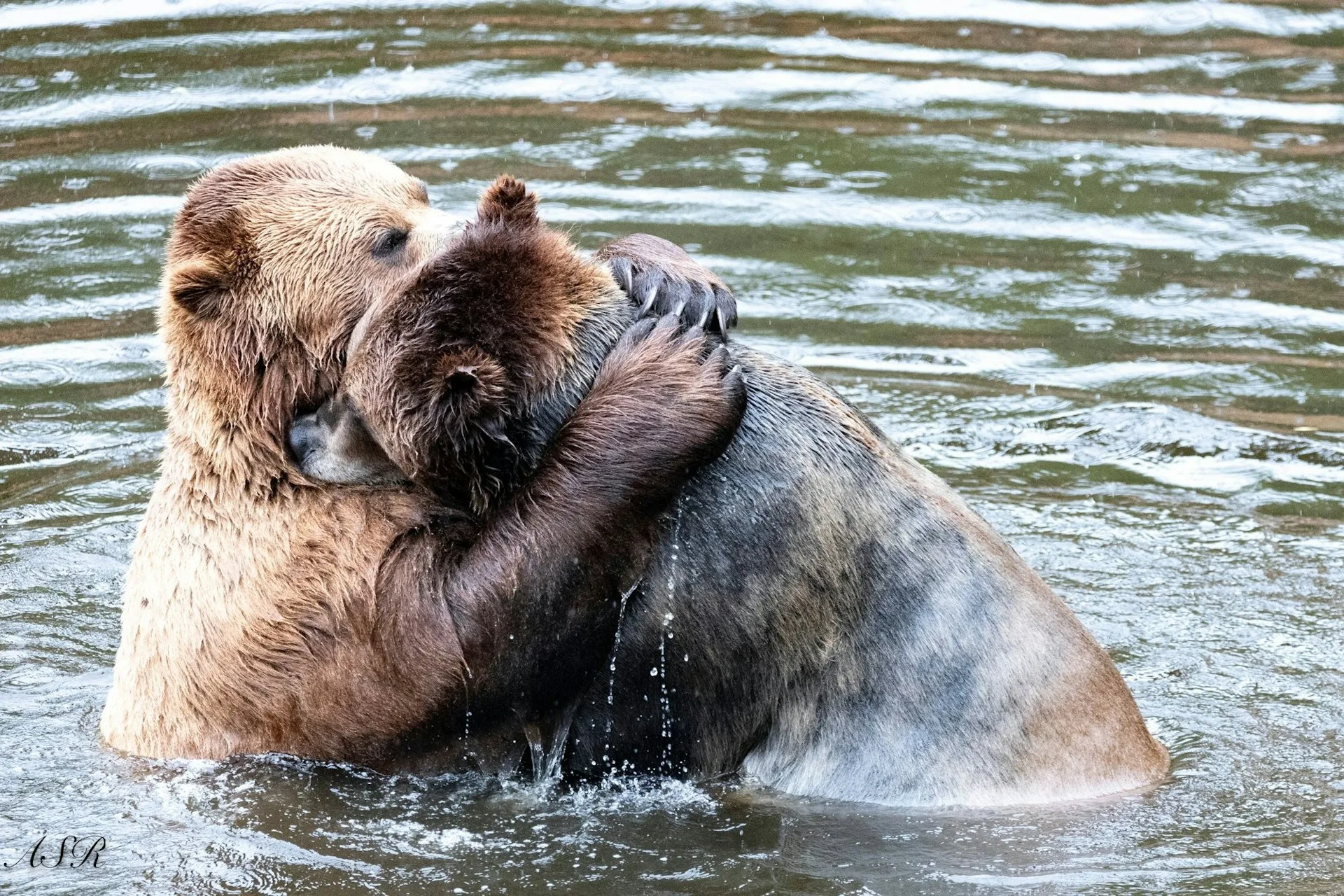 入選照片。翻攝自Comedy Wildlife Photography Awards