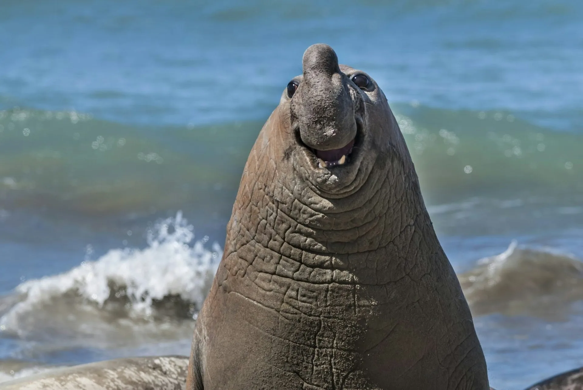 入選照片，123笑一個。翻攝自Comedy Wildlife Photography Awards