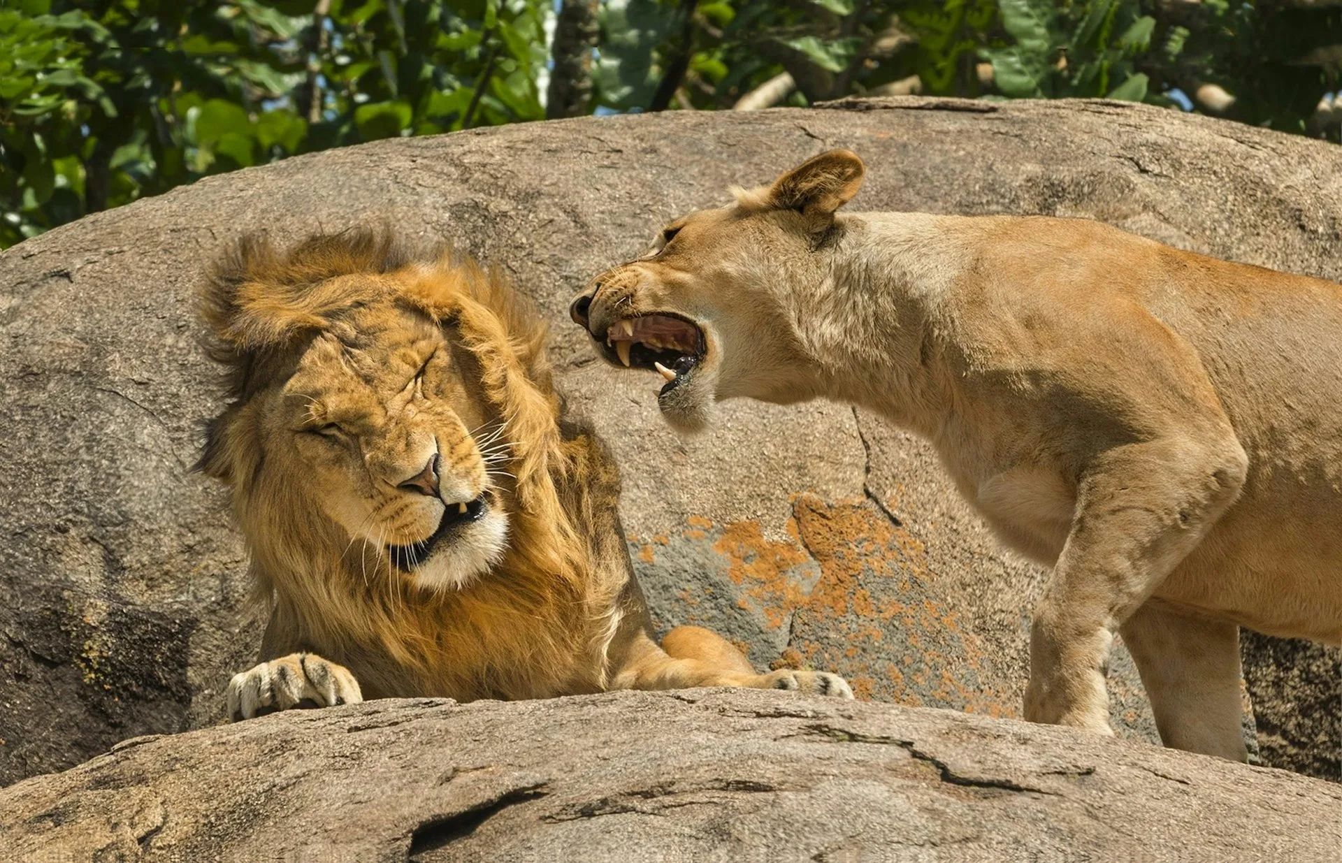 入選照片，對老公獅吼。翻攝自Comedy Wildlife Photography Awards