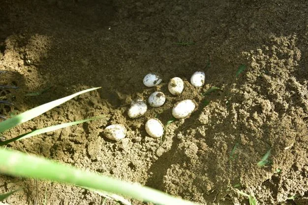 全台首次捕獲亞洲水龍卵。竹縣府提供