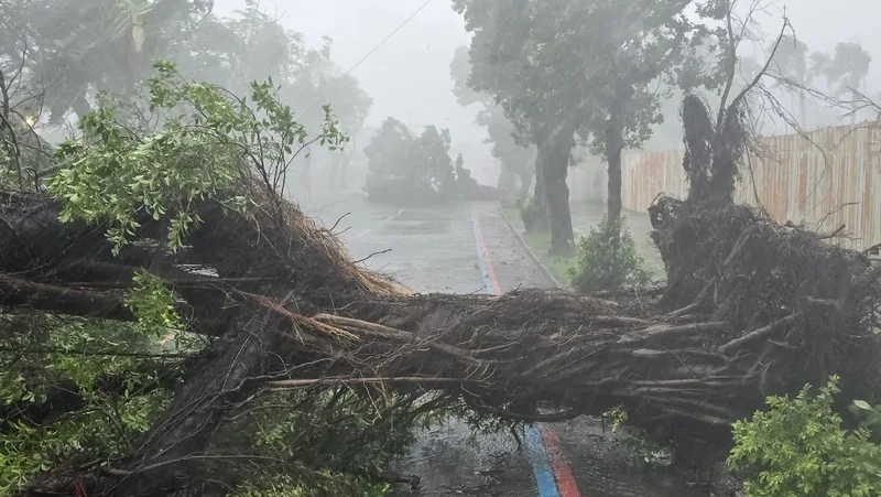 颱風山陀兒登陸帶來強烈風雨，高雄市愛河旁河東路老樹遭強風連根拔起，橫倒路面阻礙交通。中央社