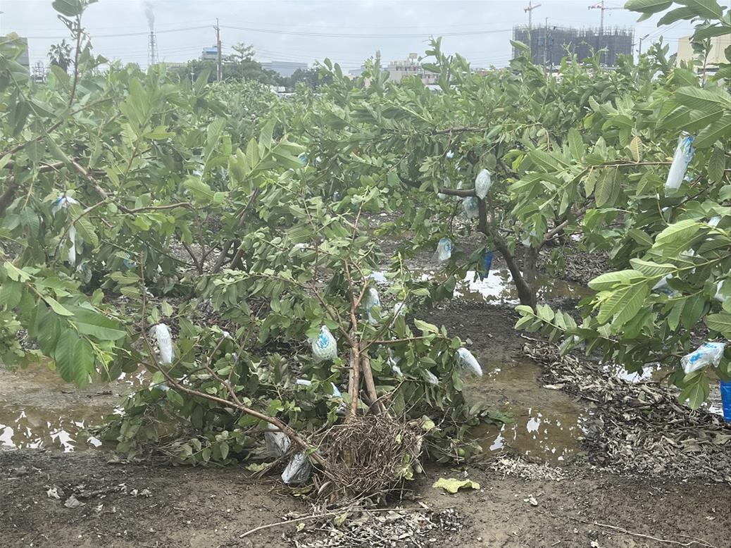 大社區芭樂受損情形。高雄農業局提供