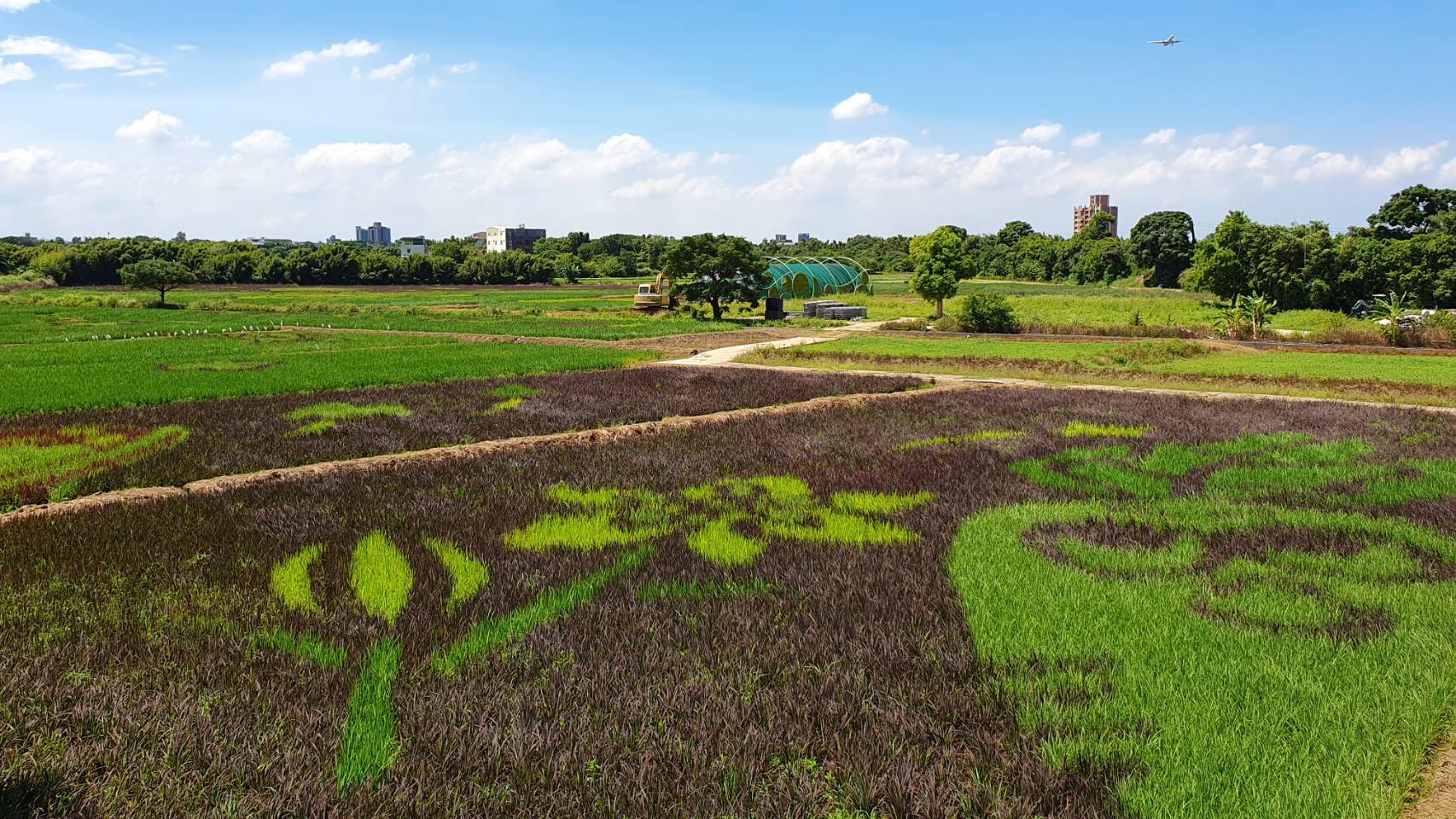 全台最大彩繪稻田在桃園，以5種顏色的彩稻做出圖樣。桃園市政府提供