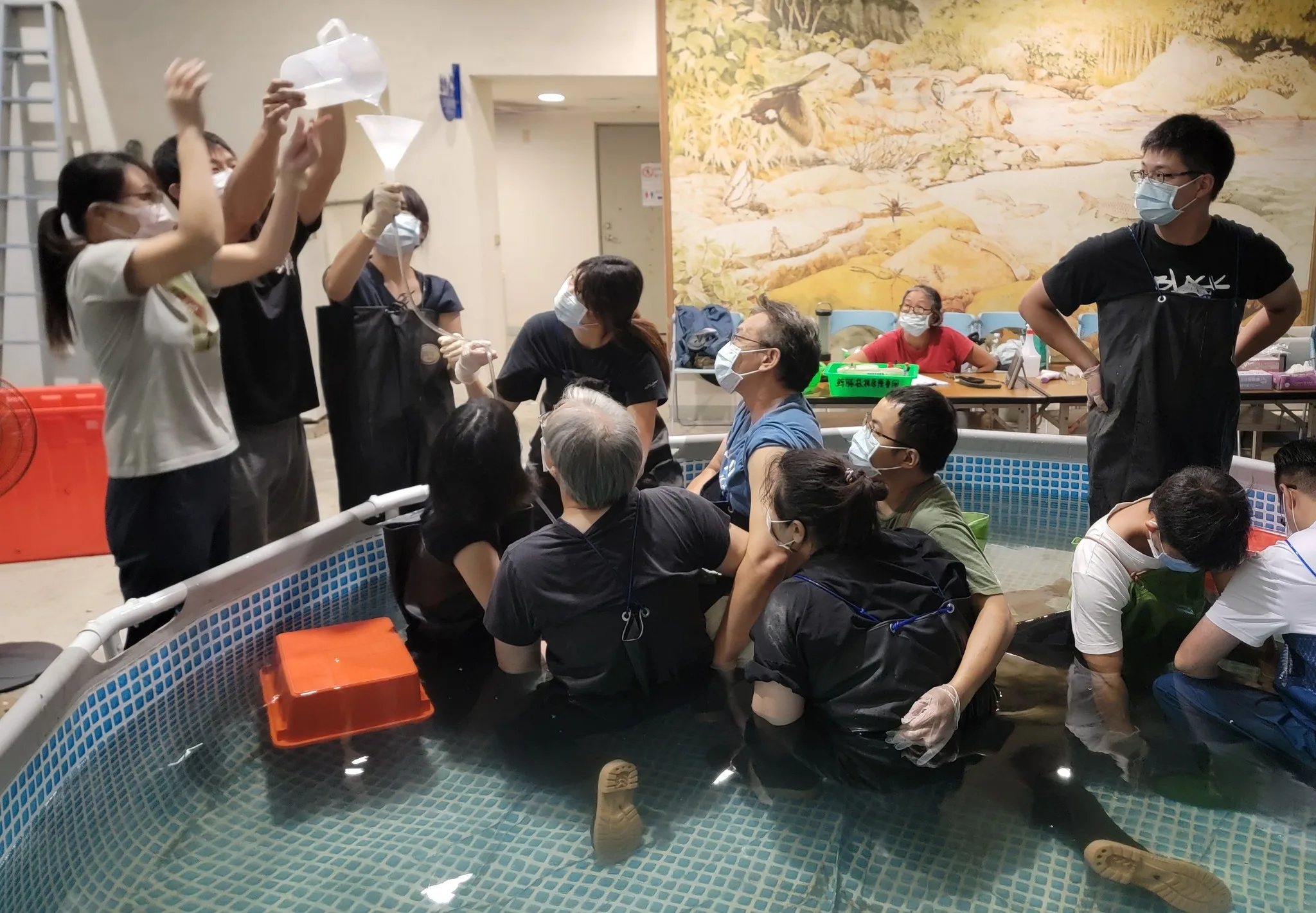 醫療小虎鯨時，需要多位志工協助保定工作。翻攝自成大海洋生物及鯨豚研究中心 臉書