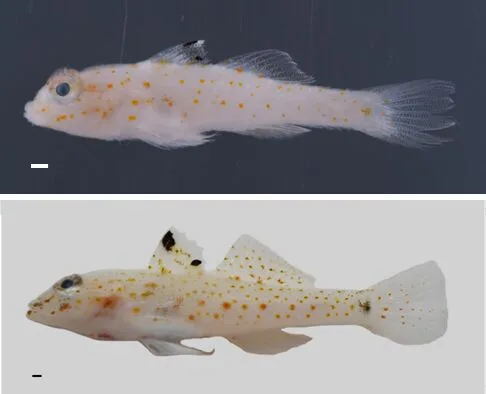 世界新種鰕虎科魚類「太平島紡錘鰕虎 (Fusigobius taipinensis)」上圖採集自南沙太平島海域、下圖採集自小琉球海域，兩尾皆約2.6公分長。國海院提供