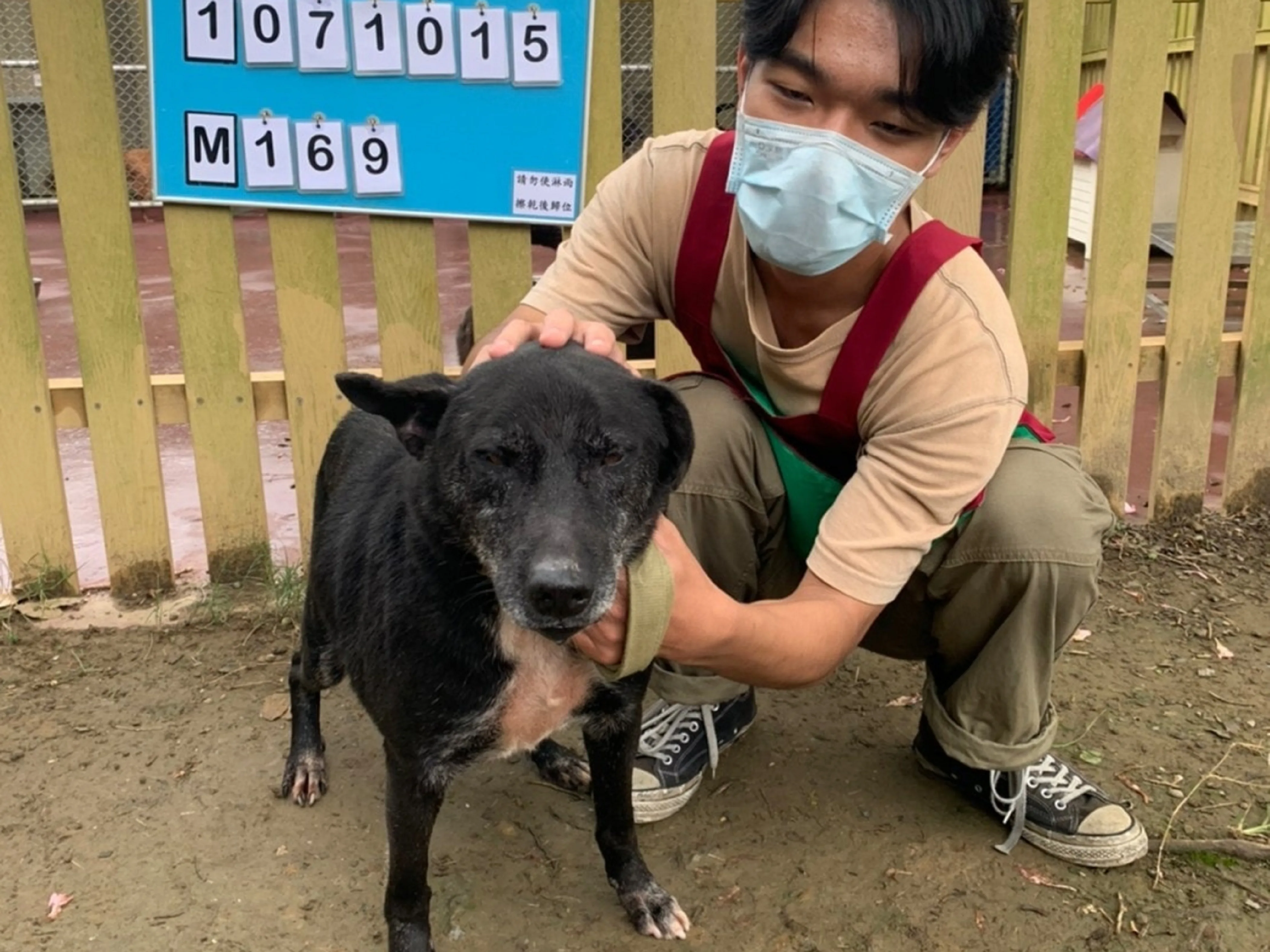 「大仙草」是一隻個性溫順的混種中型犬。新北市政府提供