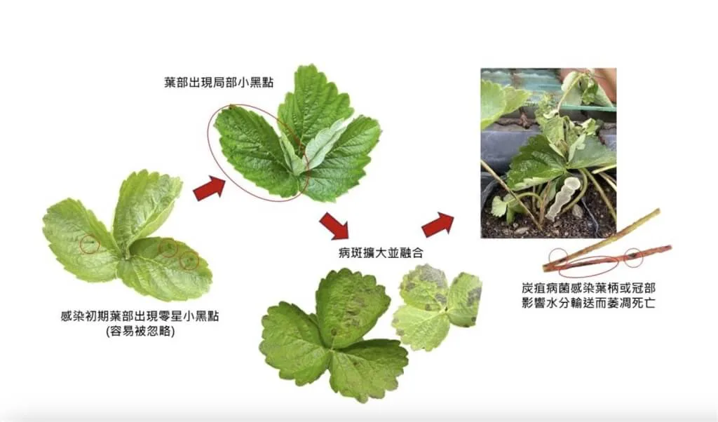 農業處呼籲育苗業者加強巡視、清園作業,若發現罹病株及早徹底清除。苗縣府提供