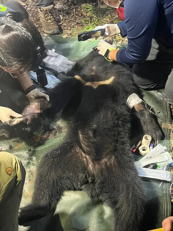 屏科大保育類野生動物收容中心執行黑熊救傷工作。林業署屏東分署提供