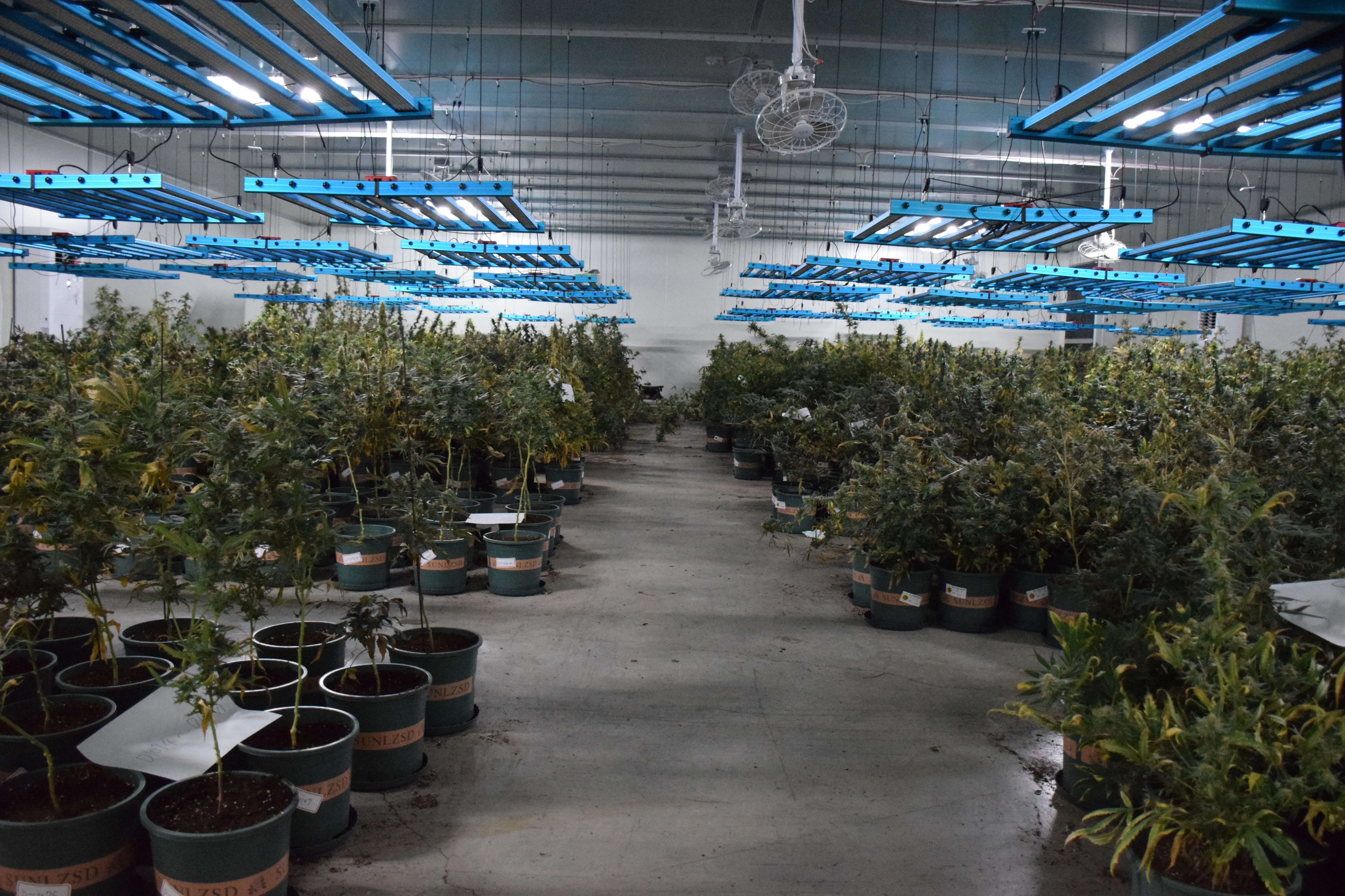新竹市檢警破獲斥資千萬元打造的無塵室大麻植株工廠。竹市府提供