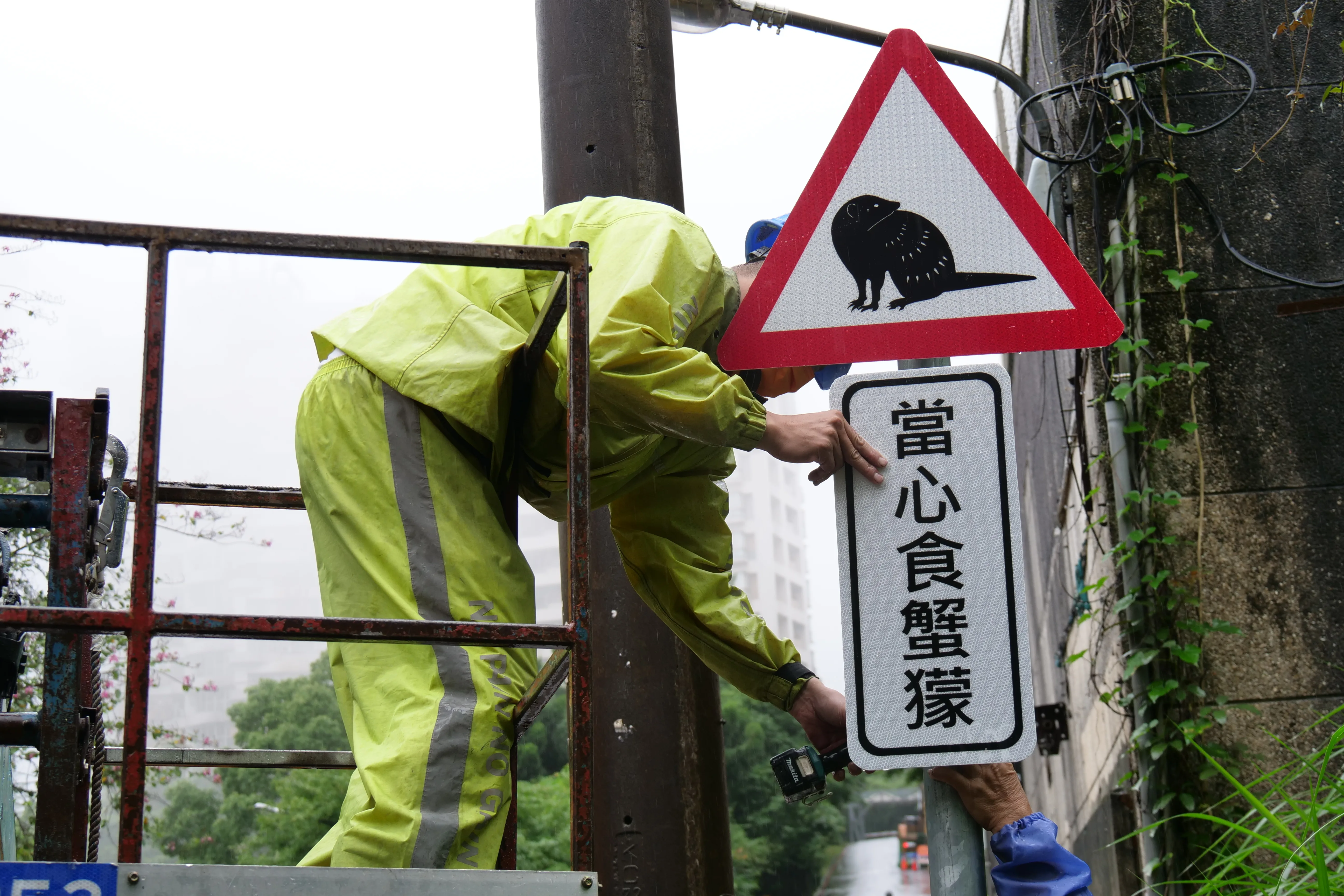 新店新坡一街設置了6面當心食蟹獴標誌。新北交通局提供