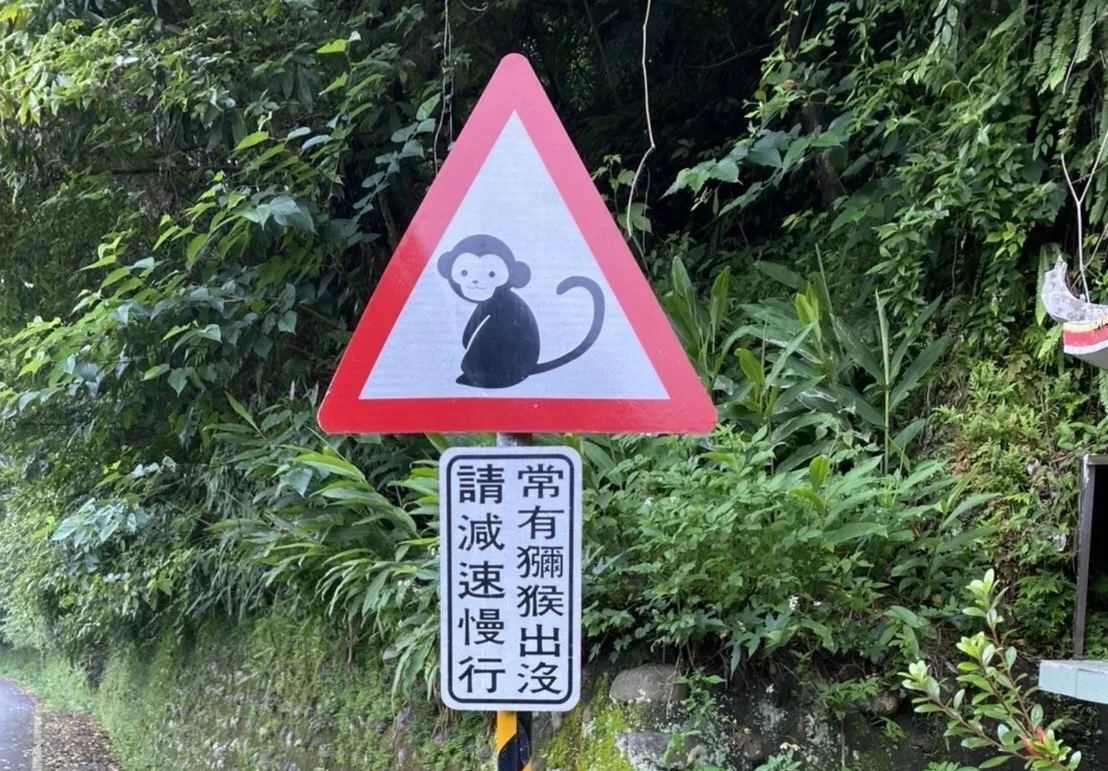 台灣獼猴經常出沒的石碇山區設置了當心獼猴牌面。新北交通局提供