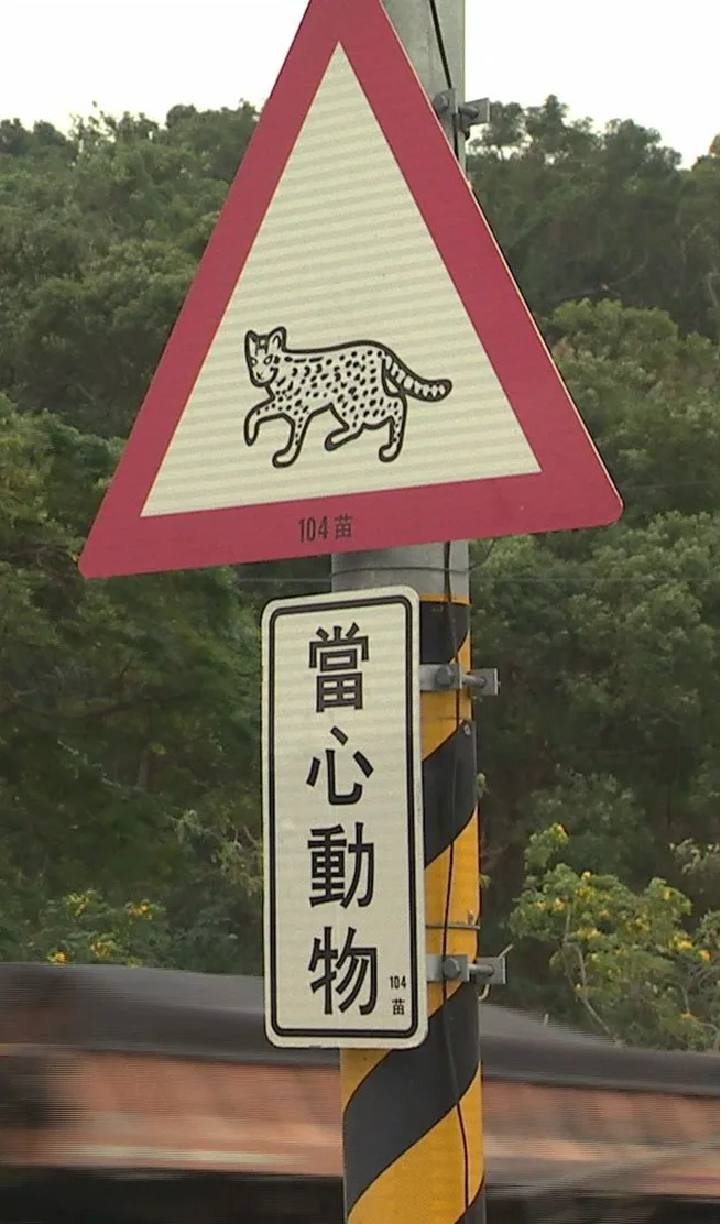 苗栗三義、通宵一帶是有石虎路標。翻攝自台灣動物路死觀察網