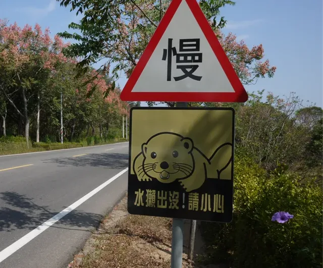 金門目前可能是國內唯一仍有歐亞水獺生存的地方。翻攝自台灣動物路死觀察網
