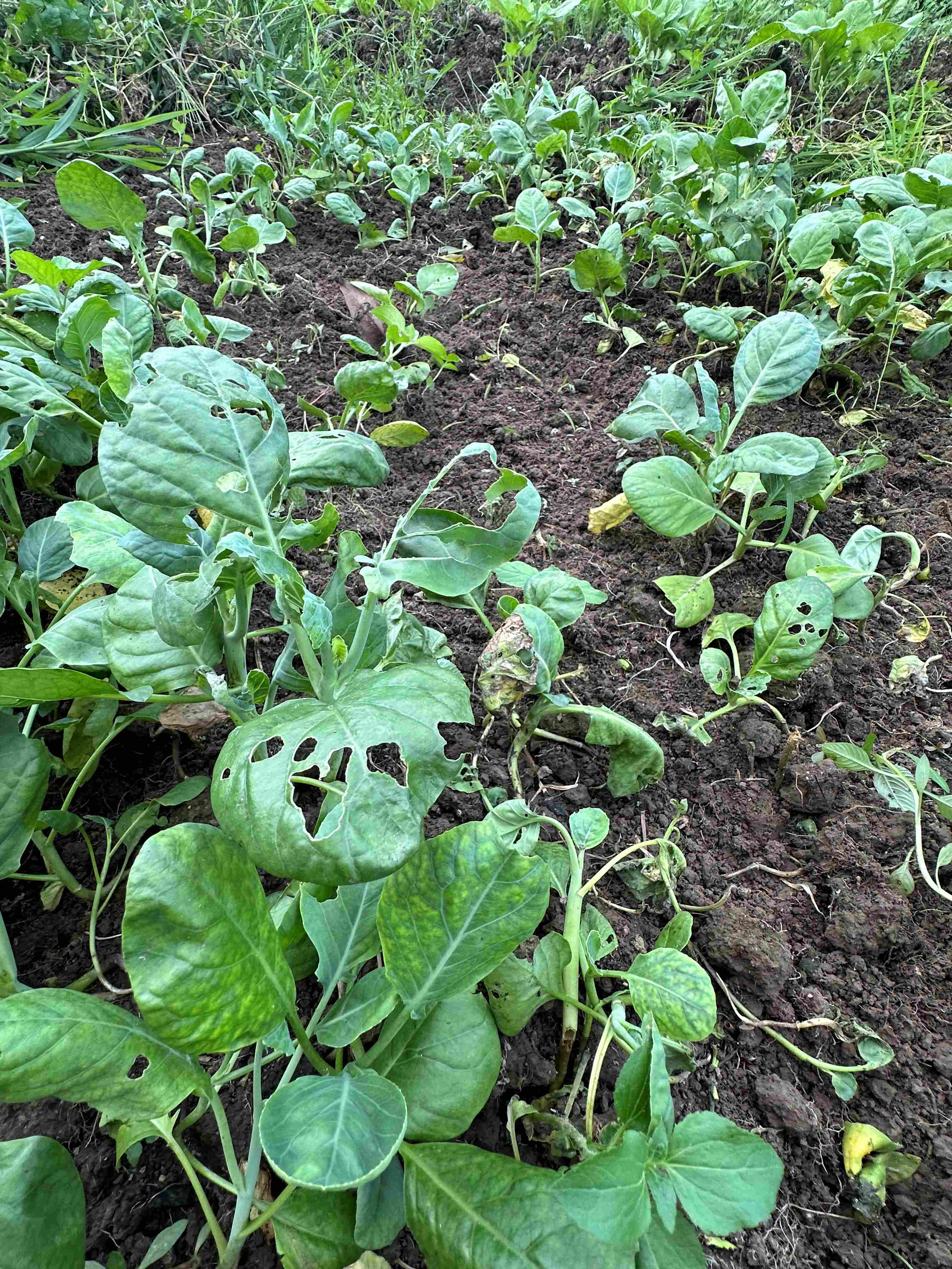 菜園。邱鴻春攝