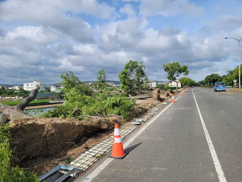 苗栗市多棵路樹不堪強勁風吹襲傾倒，連根拔起。民眾提供