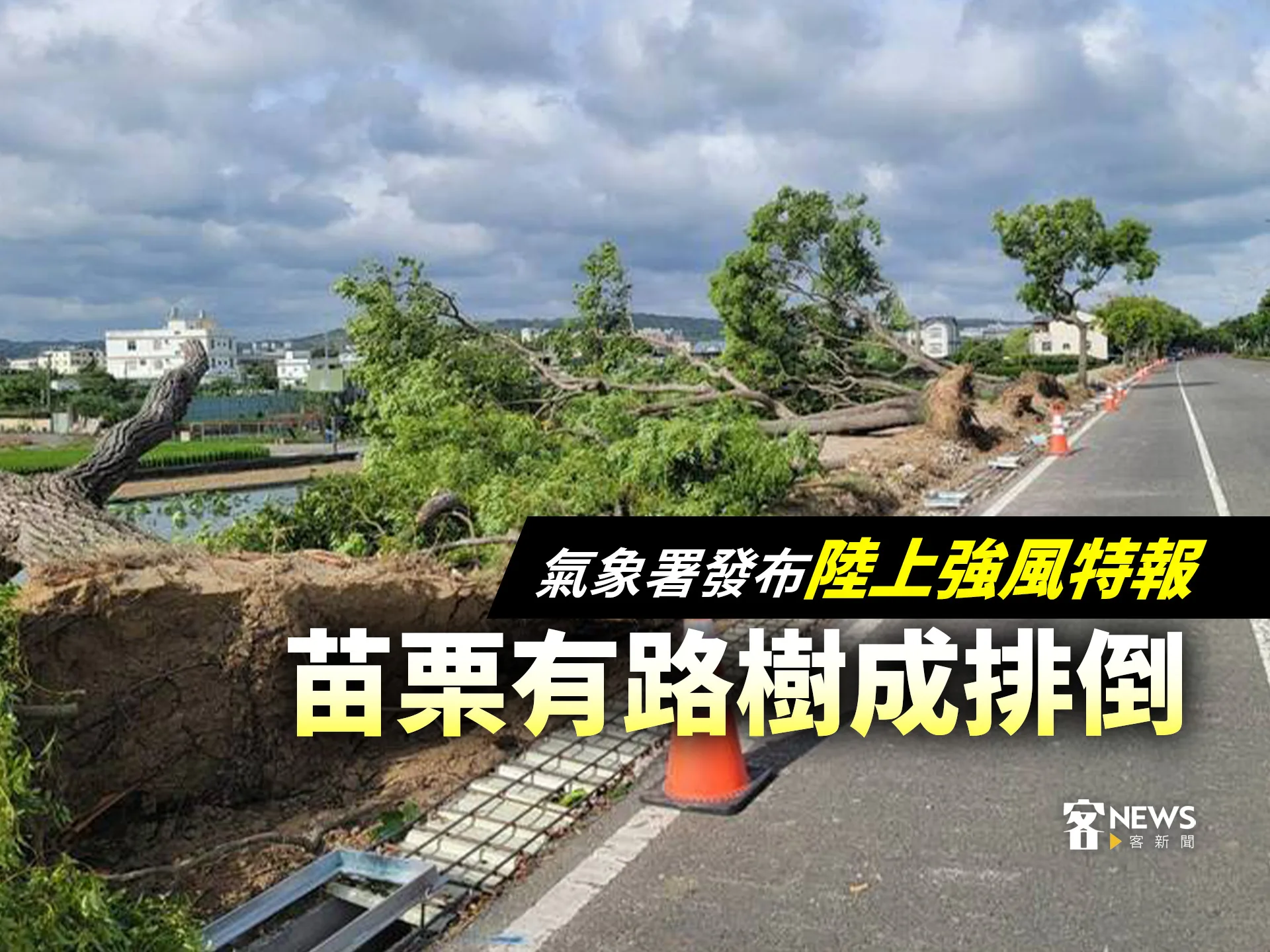 氣象署發布陸上強風特報　苗栗有路樹成排倒