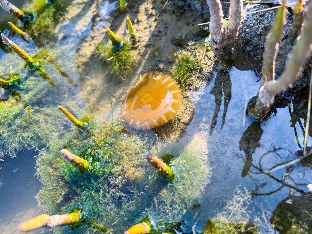 漁村路線可認識紅樹林生態園區認識水岸生態。高市府觀光局提供
