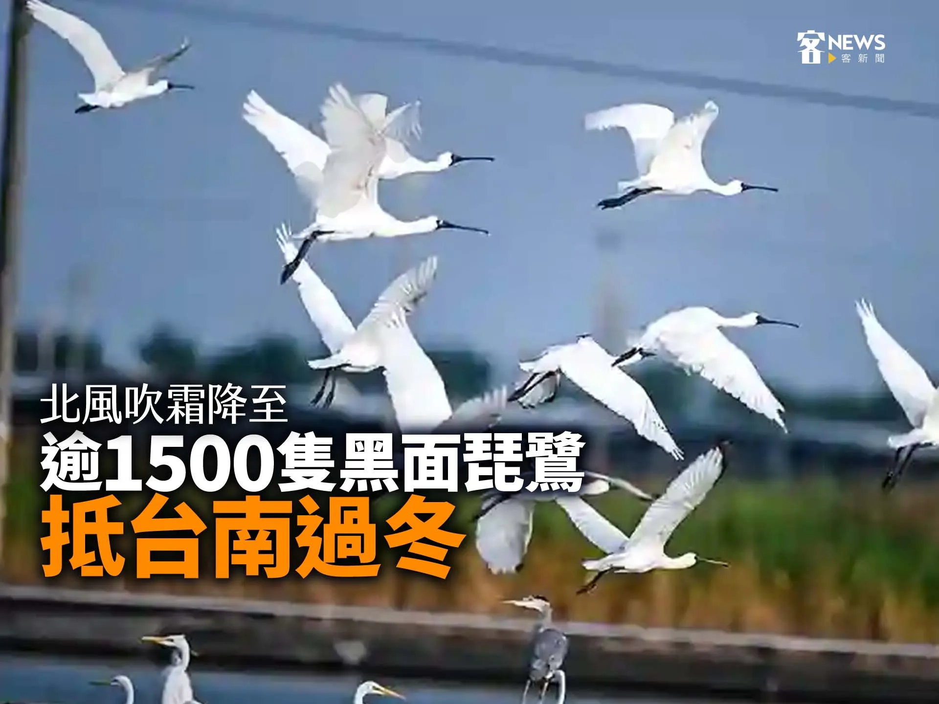 北風吹、霜降至　逾1500隻黑面琵鷺抵台南過冬