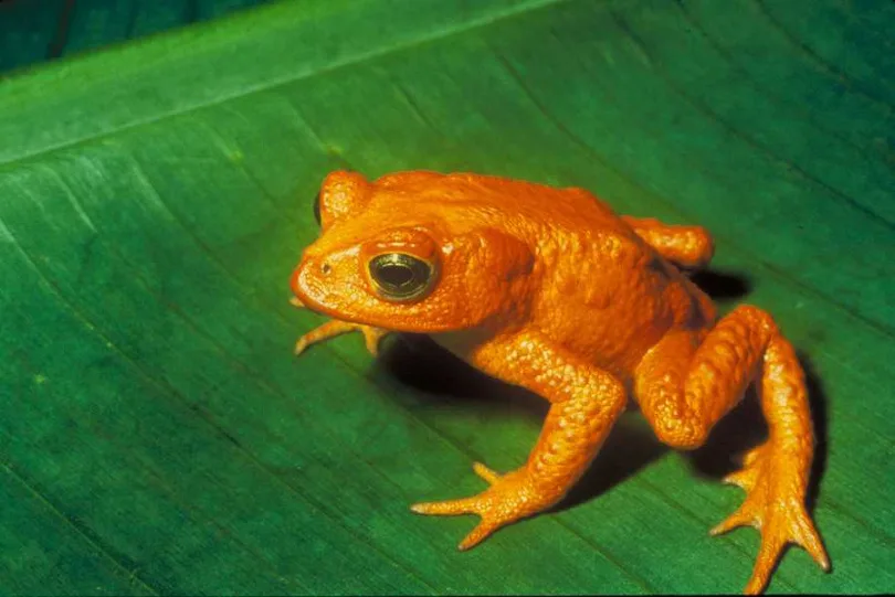 金扁蟾已被宣告滅絕。翻攝自Animal Diversity Web