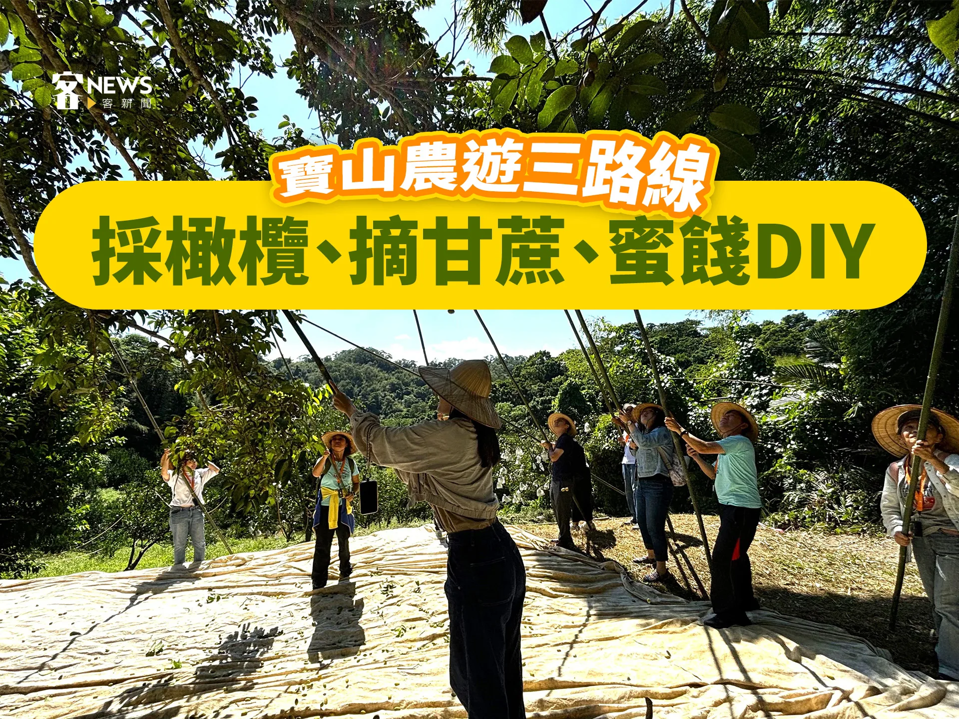寶山農遊三路線　採橄欖、摘甘蔗、蜜餞DIY