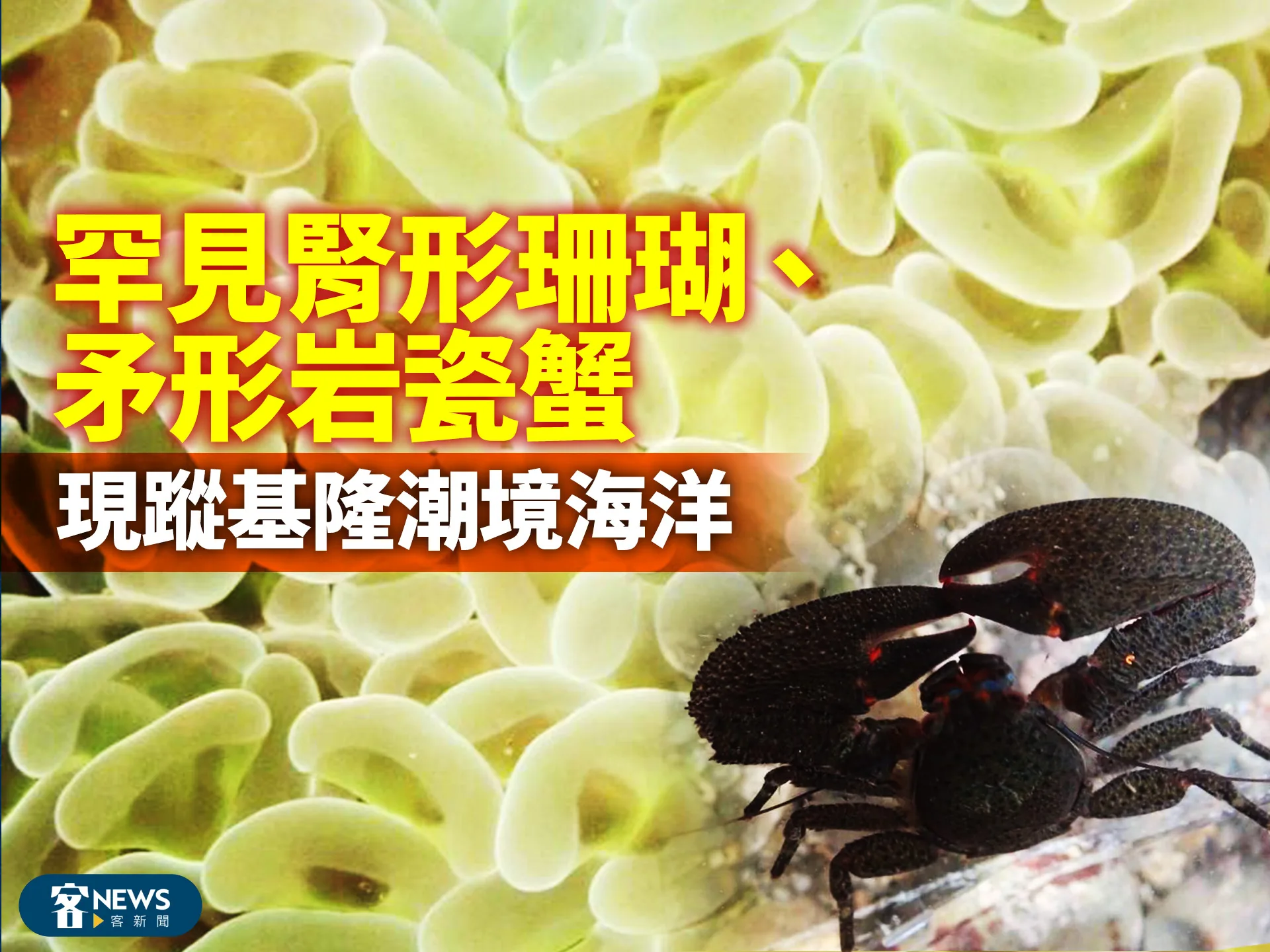 罕見腎形珊瑚、矛形岩瓷蟹　現蹤基隆潮境海洋
