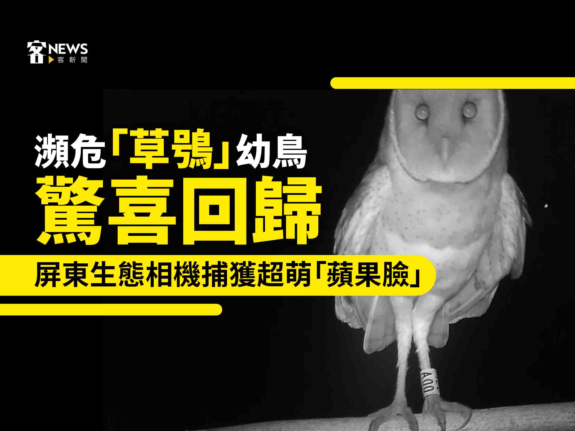 瀕危「草鴞」幼鳥驚喜回歸　屏東生態相機捕獲超萌「蘋果臉」