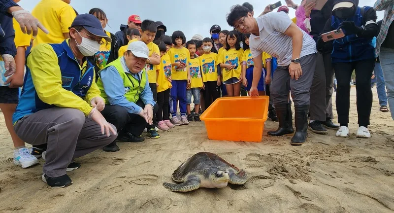 澎湖野放海龜重返大海　學童見證生態保育