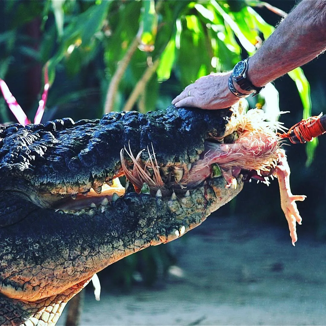 鱷魚Cassius身長達5.48公尺、體重超過1000公斤。翻攝自Marineland Melanesia Crocodile Habitat