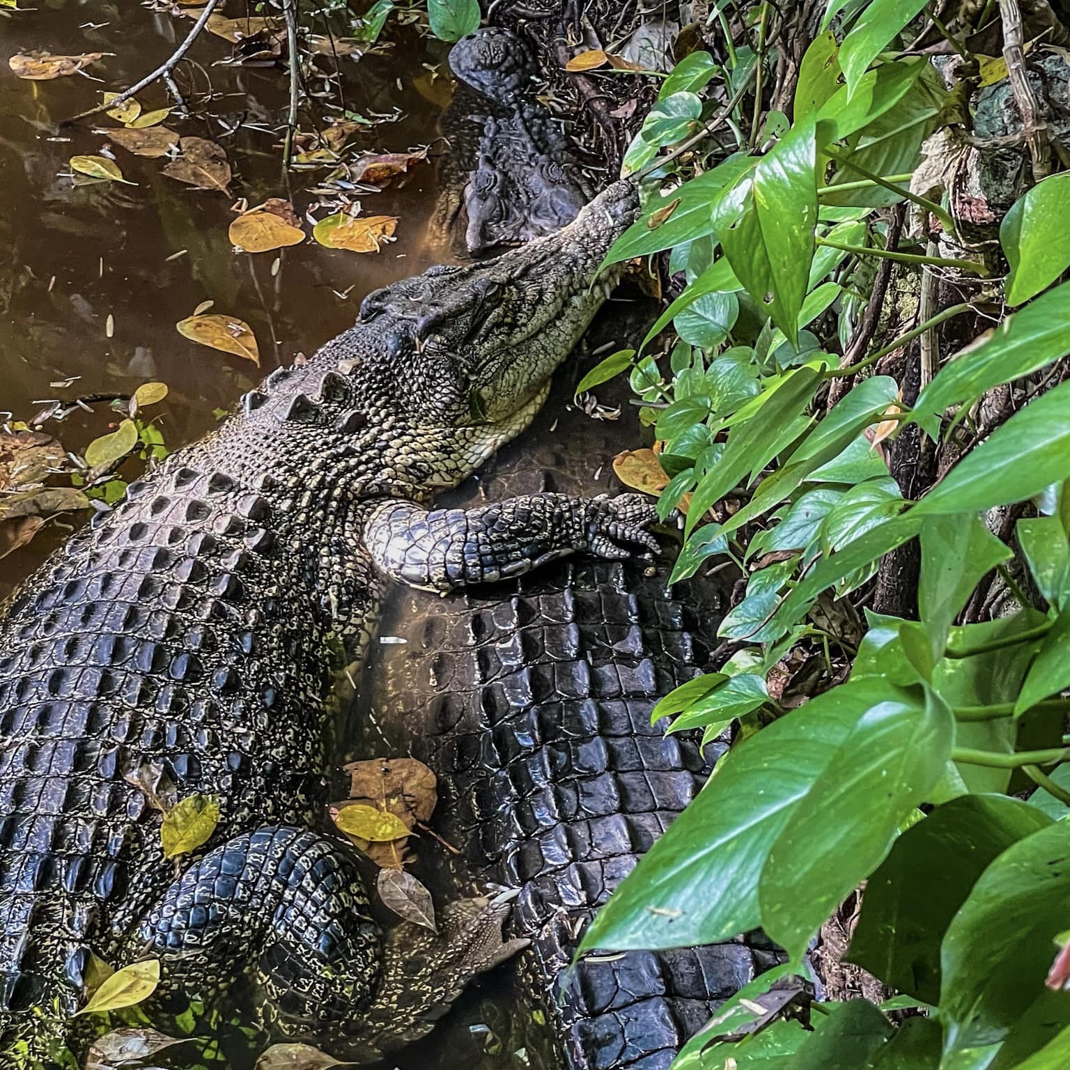 Cassius和George是好朋友。翻攝自Marineland Melanesia Crocodile Habitat
