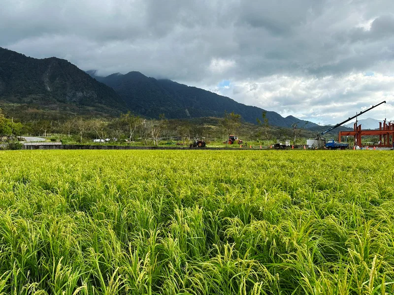 花蓮縣富里鄉羅山村為全台第一個有機村,有機稻米香Q好吃將在日本東京百貨公司上架。圖為羅山村稻田景色。中央社