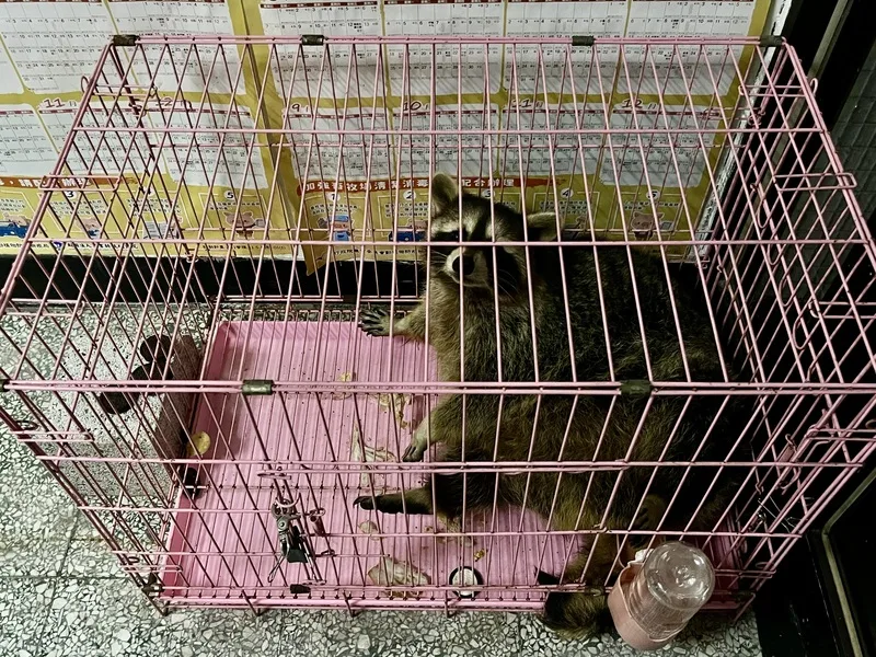 桃園動保處日前從八德區帶回一隻走失的北美浣熊。中央社